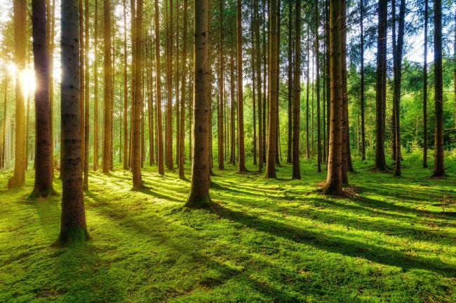 Árboles sobre un campo verde como metáfora del contenidos evergreen